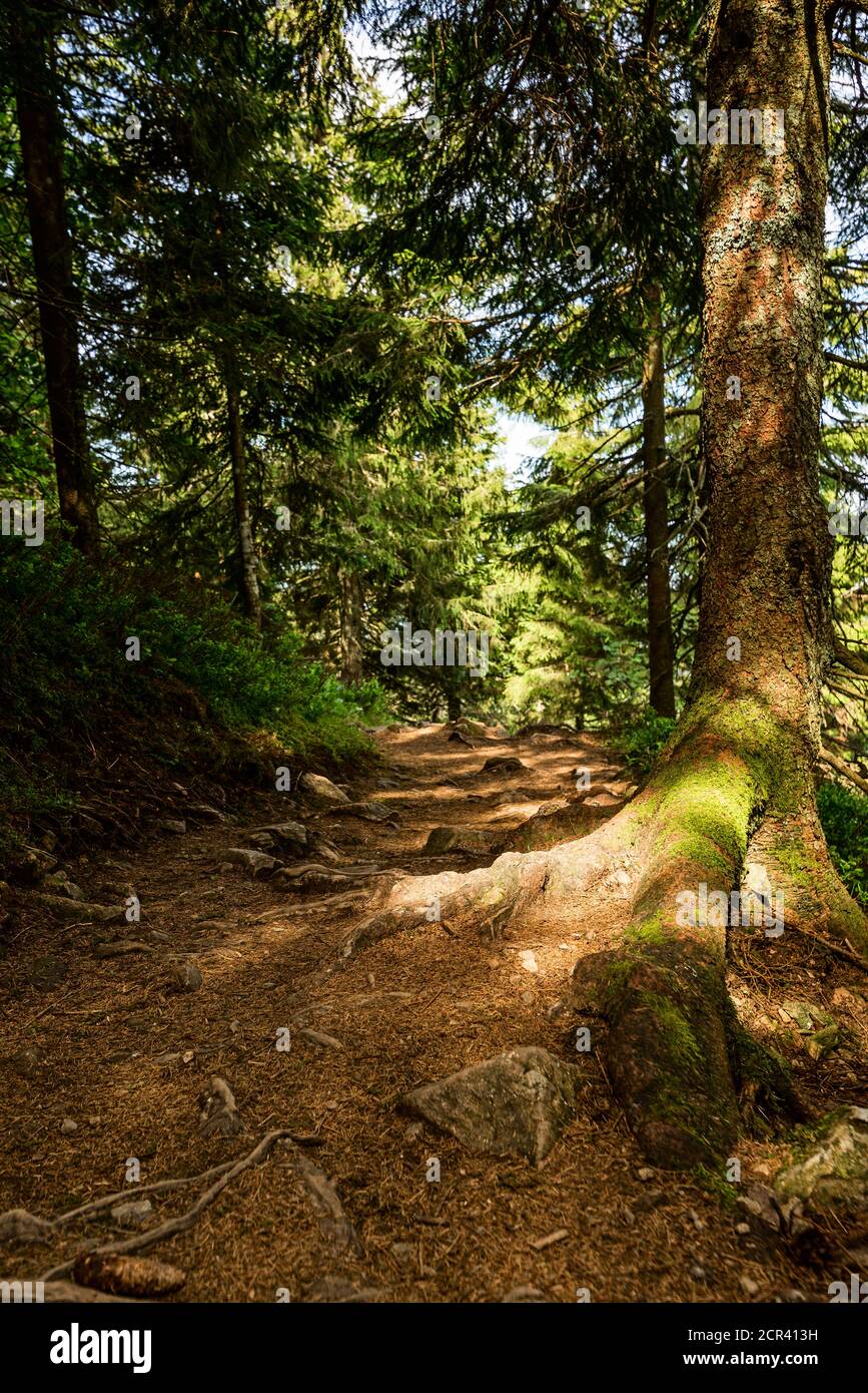 Waldweg auf dem Belchensteig Genießerweg. Stockfoto