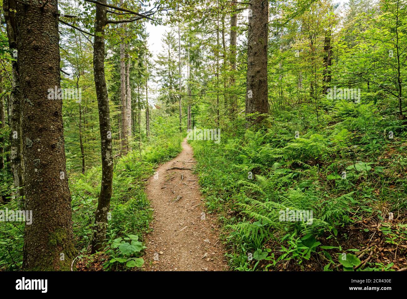 Route des Belchensteigs durch den Wald. Stockfoto