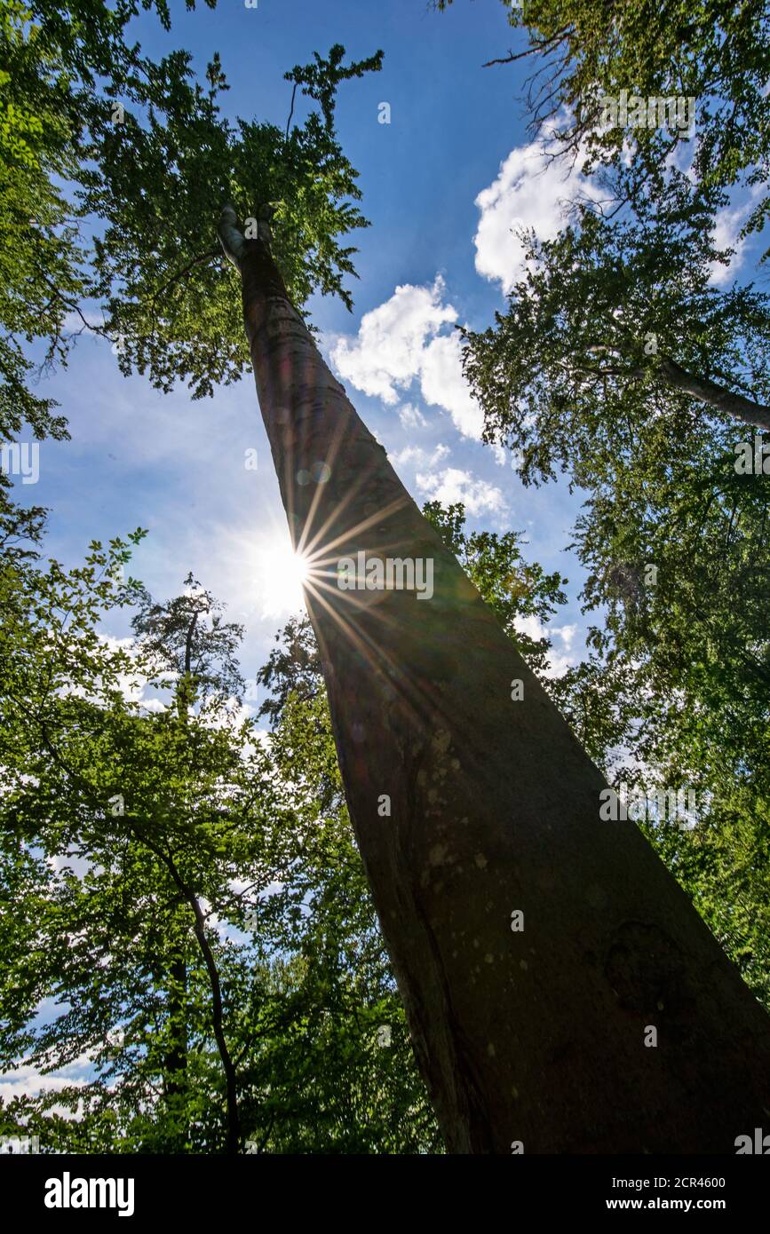 Blick in den Himmel entlang der Baumstamm, Sonne Stern Stockfoto