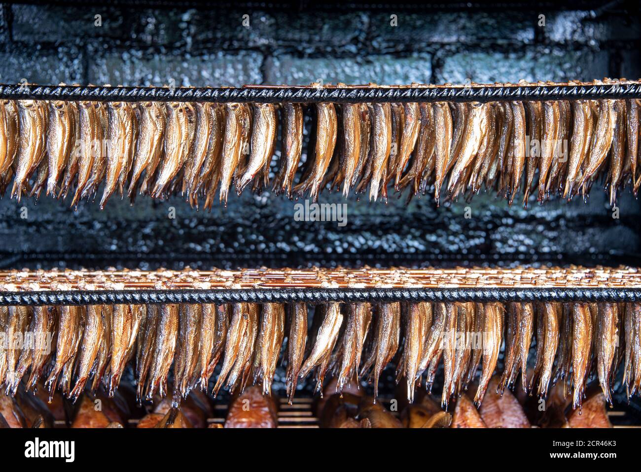 Geräucherte Sprotten (Sprattus sprattus) Stockfoto