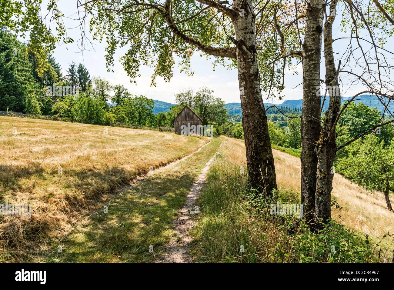 Waldweg unter Birken führt vorbei an der Scheune. Stockfoto