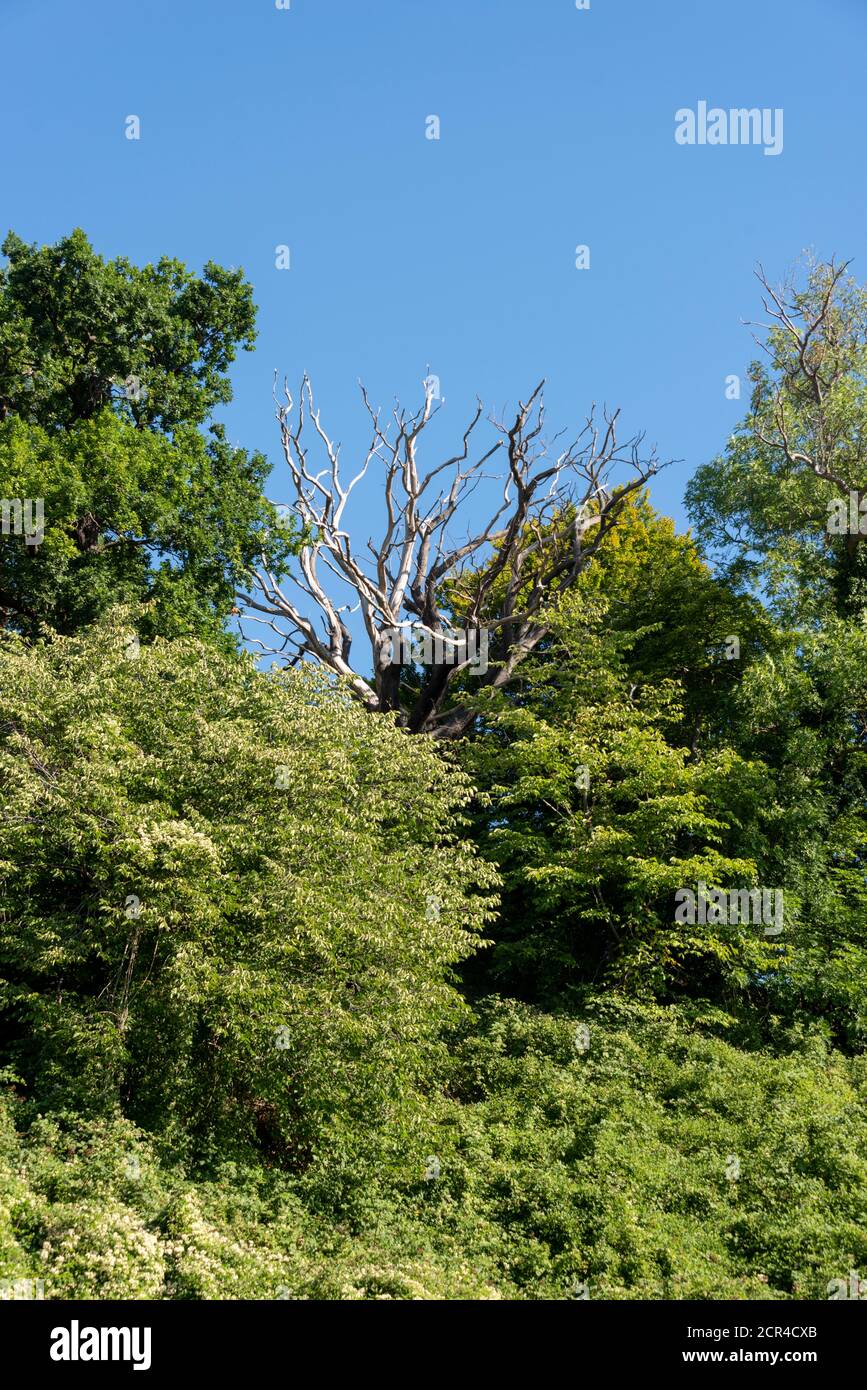 Knöcherner Baum, toter Baum Stockfoto