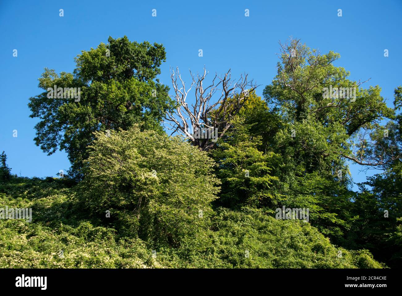 Knöcherner Baum, toter Baum Stockfoto