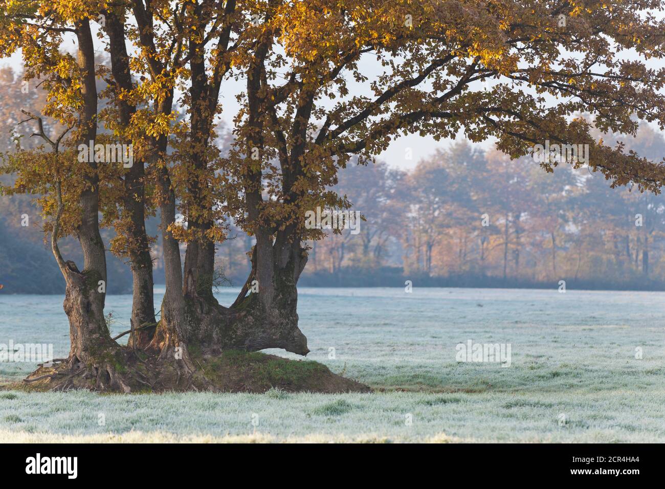 Die Eichenbäume mit Herbstblättern stehen auf einer frostbedeckten Wiese im Departement 44, Loire Atlantique in Frankreich. Stockfoto