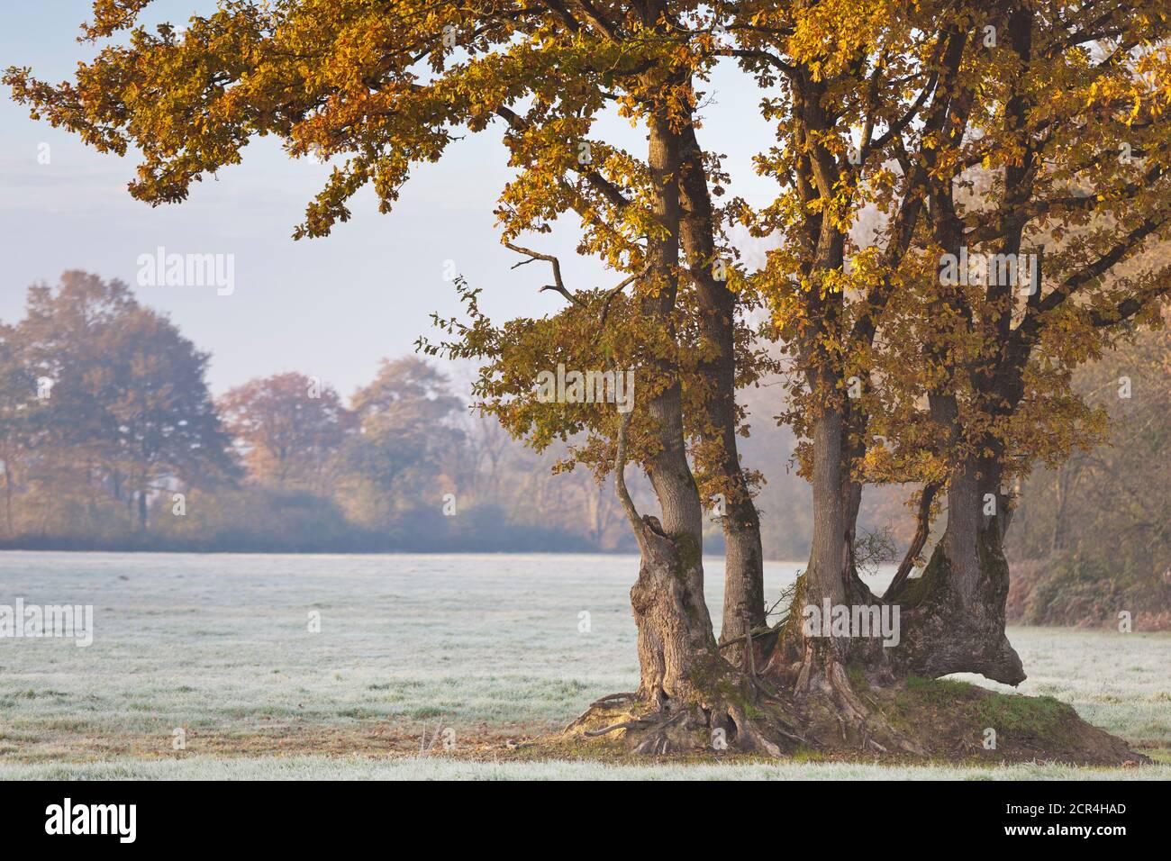 Die Eichenbäume mit Herbstblättern stehen auf einer frostbedeckten Wiese im Departement 44, Loire Atlantique in Frankreich. In der Morgendämmerung war der Frost noch vorbei Stockfoto