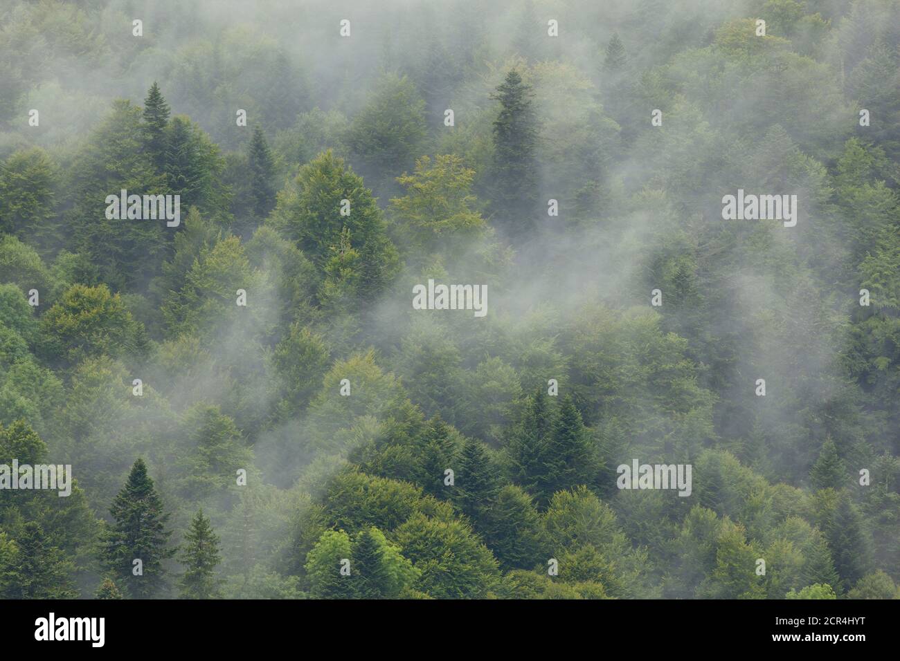 Blick auf einen Mischwald in den Bergen nach einem sommerlichen Regenschauer. Auvergne, Massif Central Stockfoto