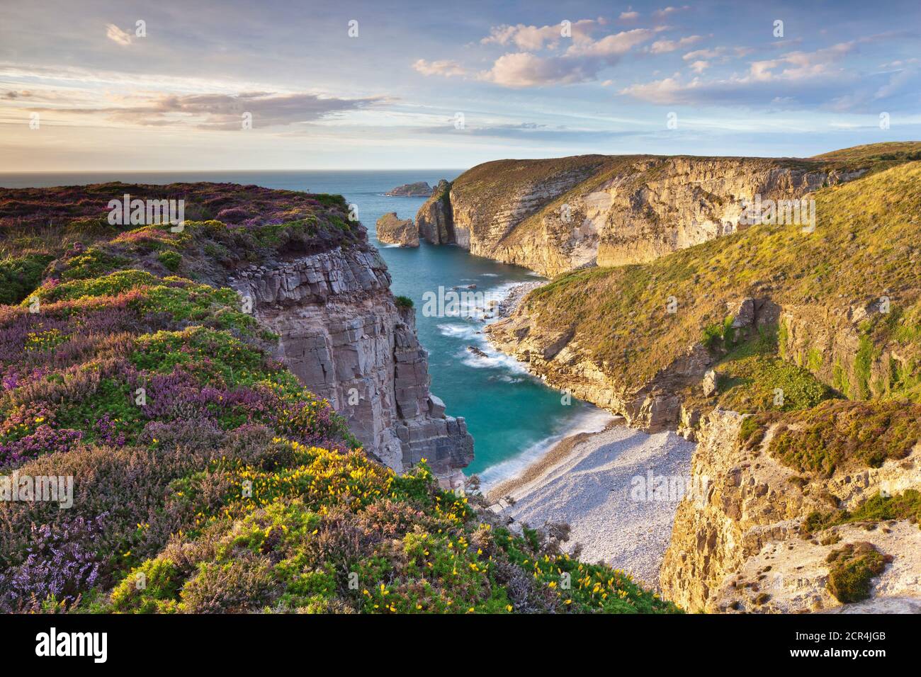 Die Heide über den Klippen erstreckt sich bis zum Leuchtturm am Cap Frehel. Die hohen Klippen bieten einen herrlichen Blick auf das Meer. Bretagne, Frankreich Stockfoto