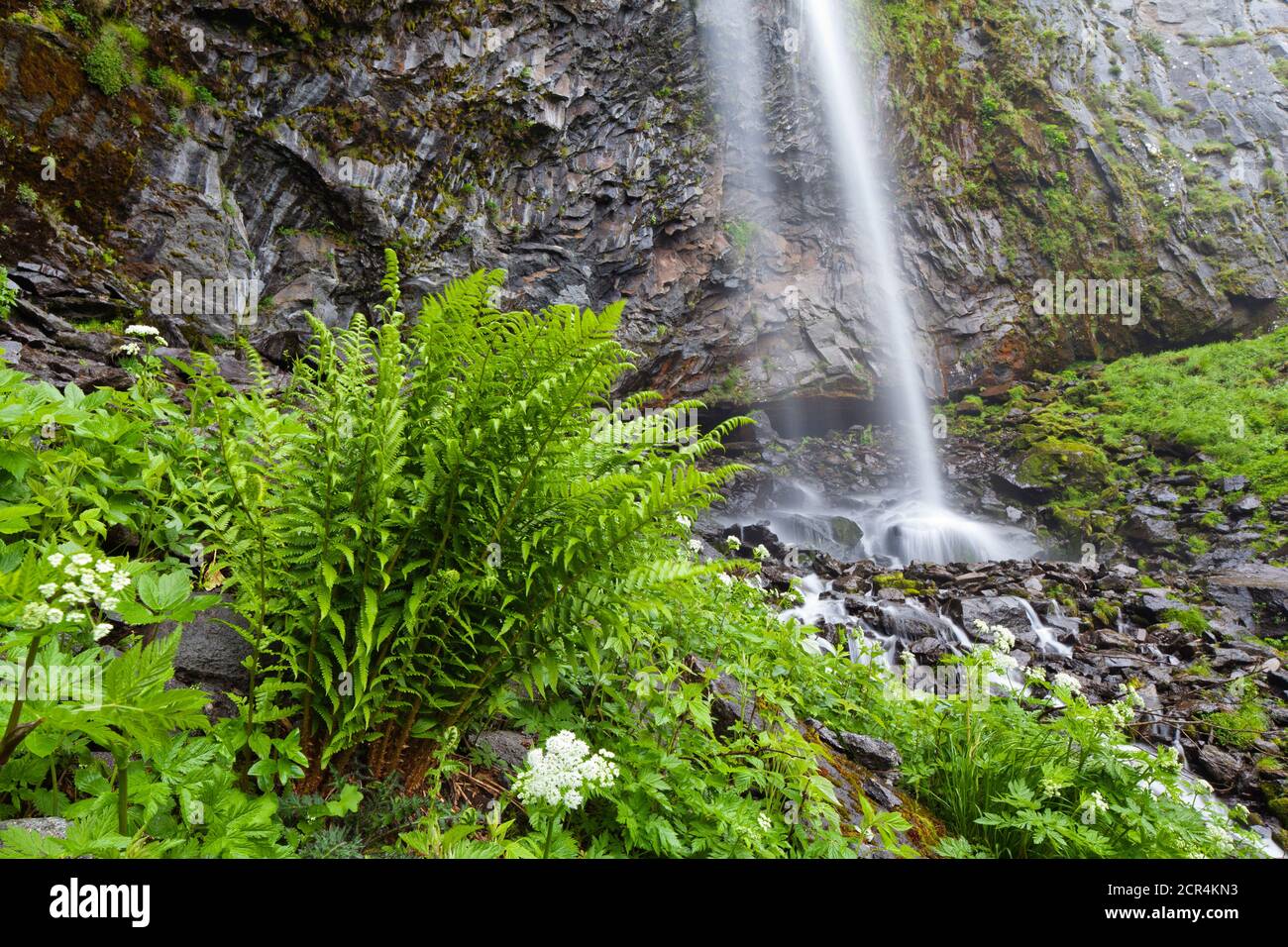 Der Farn wächst frisch und kräftig im Dunst der ewigen Nässe der Grand Cascade. Auvergne, Frankreich Stockfoto