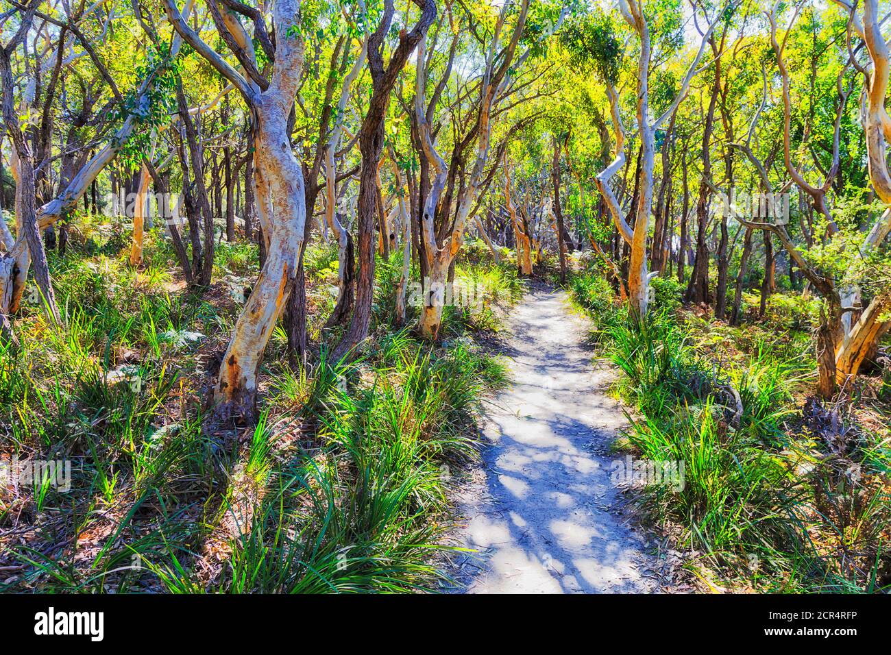 Lichtdurchfluteten gumtree Wald im Booderee Nationalpark von Australien - Jervis Bay Area Wanderweg. Stockfoto