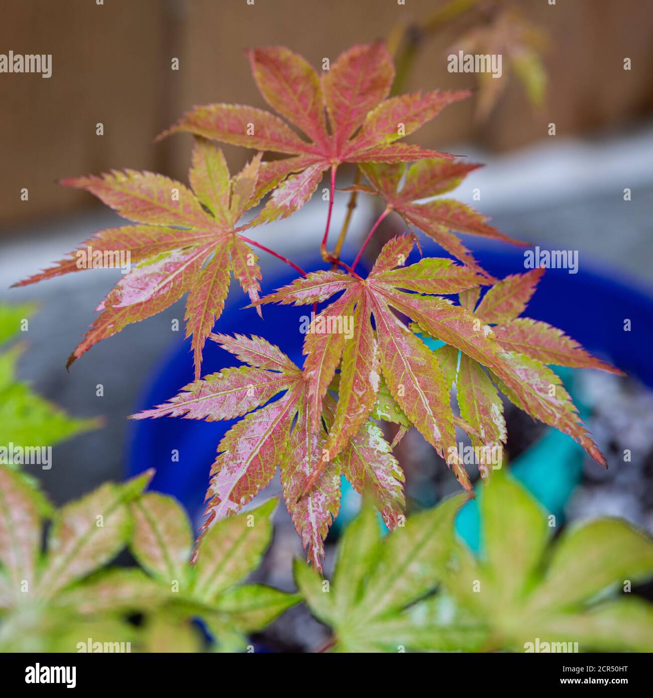 Acer palmatum Großmutter Geist Stockfoto