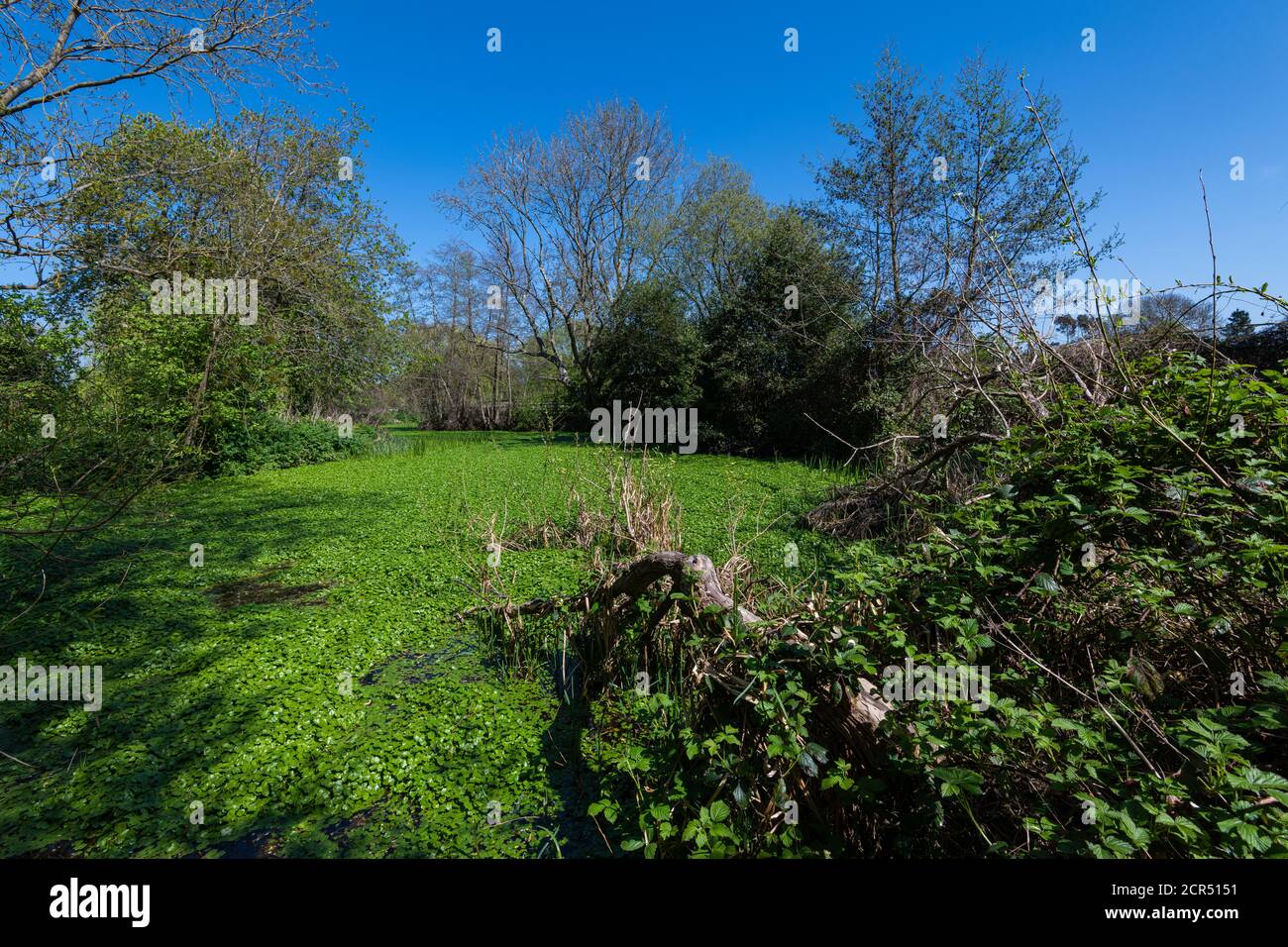 Teich in der Nähe des Flusses Ember, Esher, Surrey, Großbritannien Stockfoto