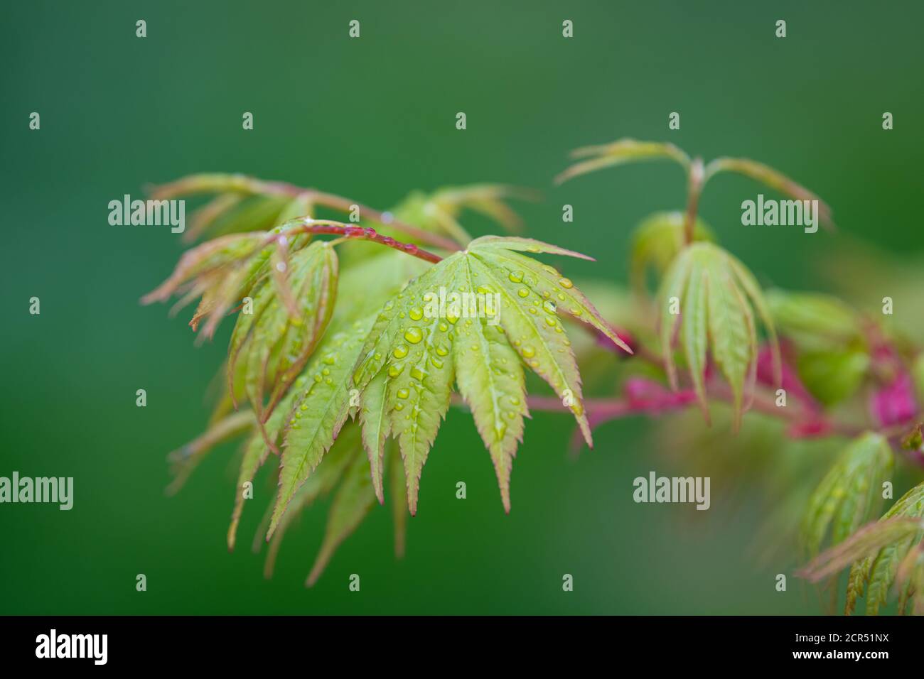Frühlingswachstum auf dem Acer palmatum Sango kaku weiß auch Als Korallenrinde-Ahorn (früher Senkaki) Stockfoto