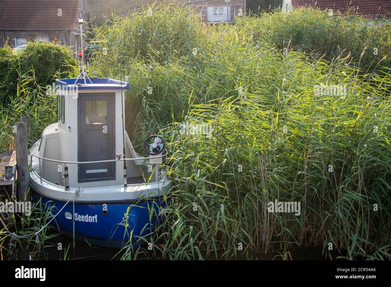 Deutschland, Mecklenburg-Vorpommern, Seedorf, ein altes Fischerboot, versteckt im Schilf, Ostsee, Rügen Stockfoto