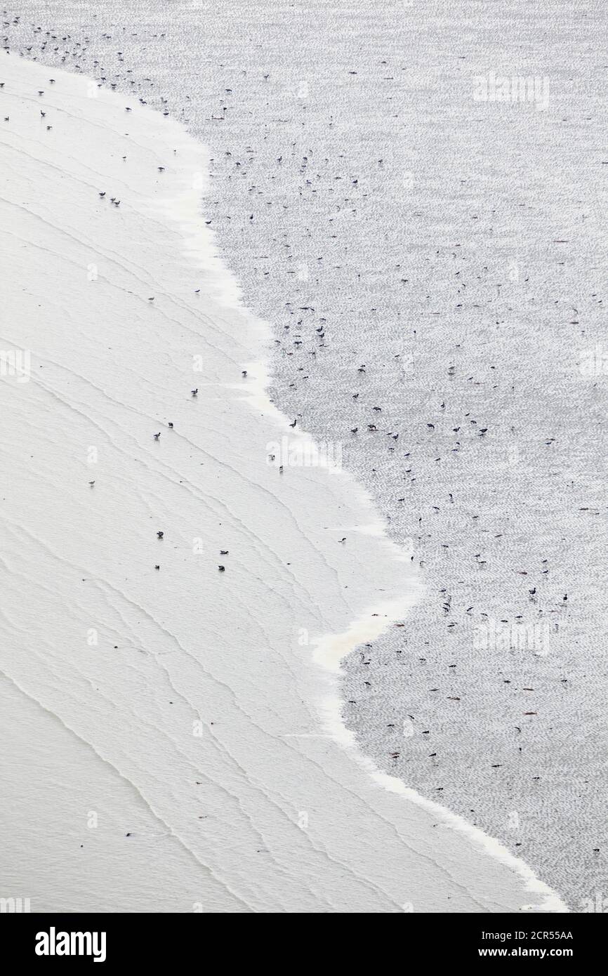Flut mit Vögeln in der Fresnaye Bay am Cap Frehel Stockfoto