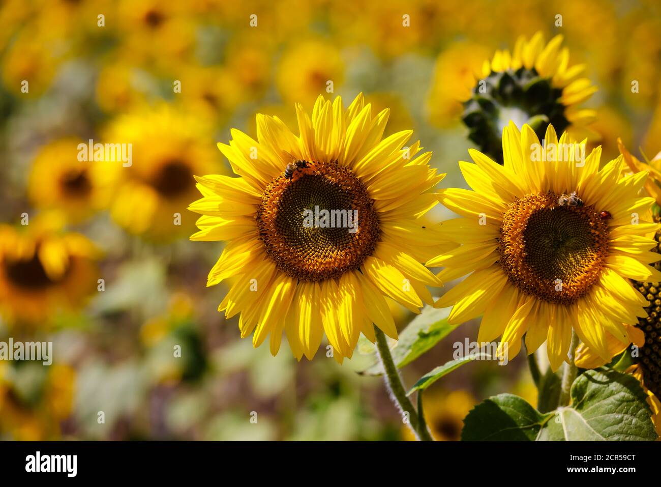 Jülich, Nordrhein-Westfalen, Deutschland - Bienen auf Sonnenblumenblüten im Sonnenblumenfeld. Stockfoto