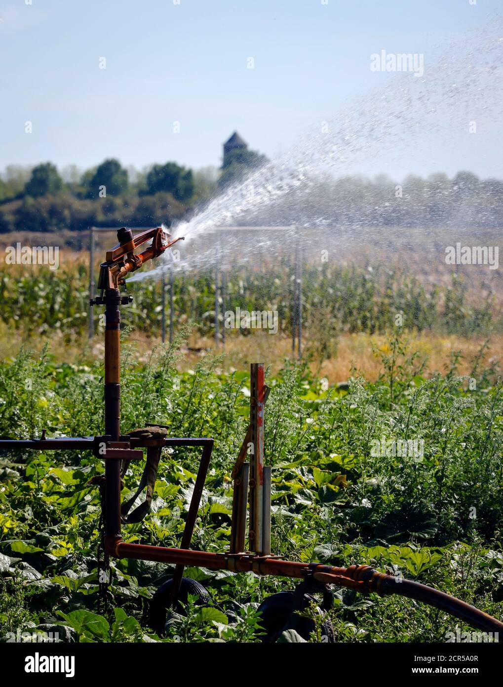 Inden, Nordrhein-Westfalen, Deutschland - Gemuesefeld wird bei Trockenheit bewässert. Stockfoto