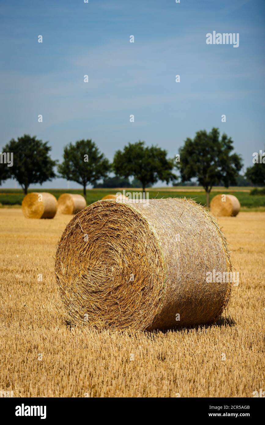 Linnich, Nordrhein-Westfalen, Deutschland - Strohballen liegen nach der Getreideernte auf dem Stoppelfeld. Stockfoto
