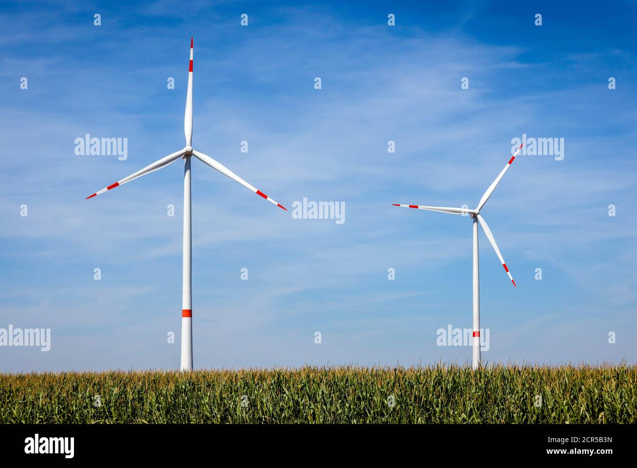 Linnich, Nordrhein-Westfalen, Deutschland - Windturbinen im Windpark hinter Maisfeld vor blauem Himmel. Stockfoto