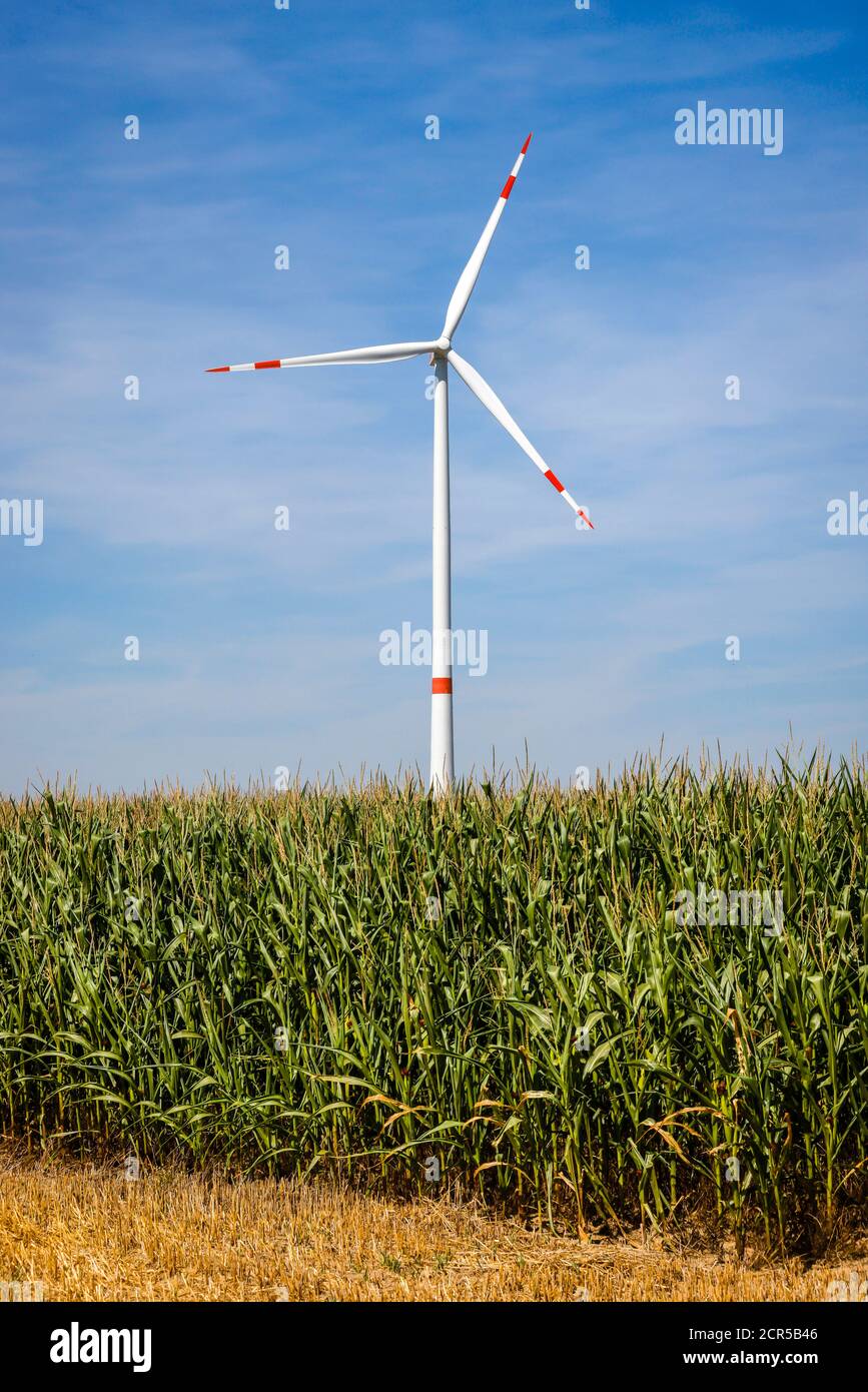 Linnich, Nordrhein-Westfalen, Deutschland - Windturbine im Windpark hinter Stoppeln und Maisfeld vor blauem Himmel. Stockfoto