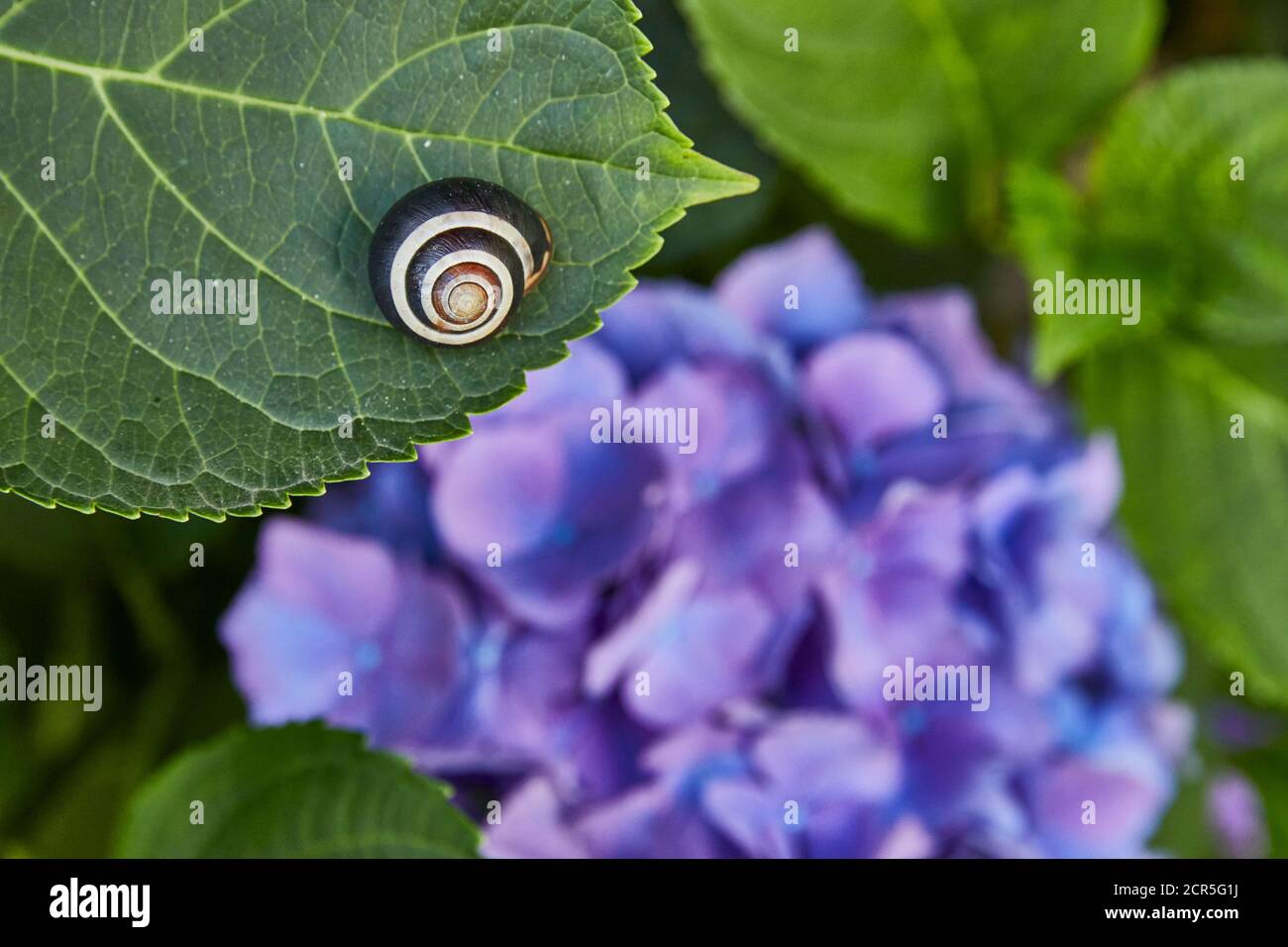 Garten, Hortensien, Schneckenmuschel Stockfoto