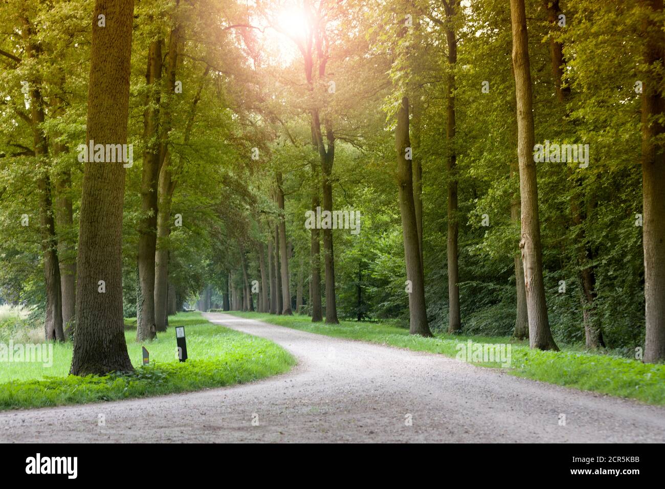 Waldüberquerung mit Sonneneinstrahlung, Lochem, Niederelande Stockfoto