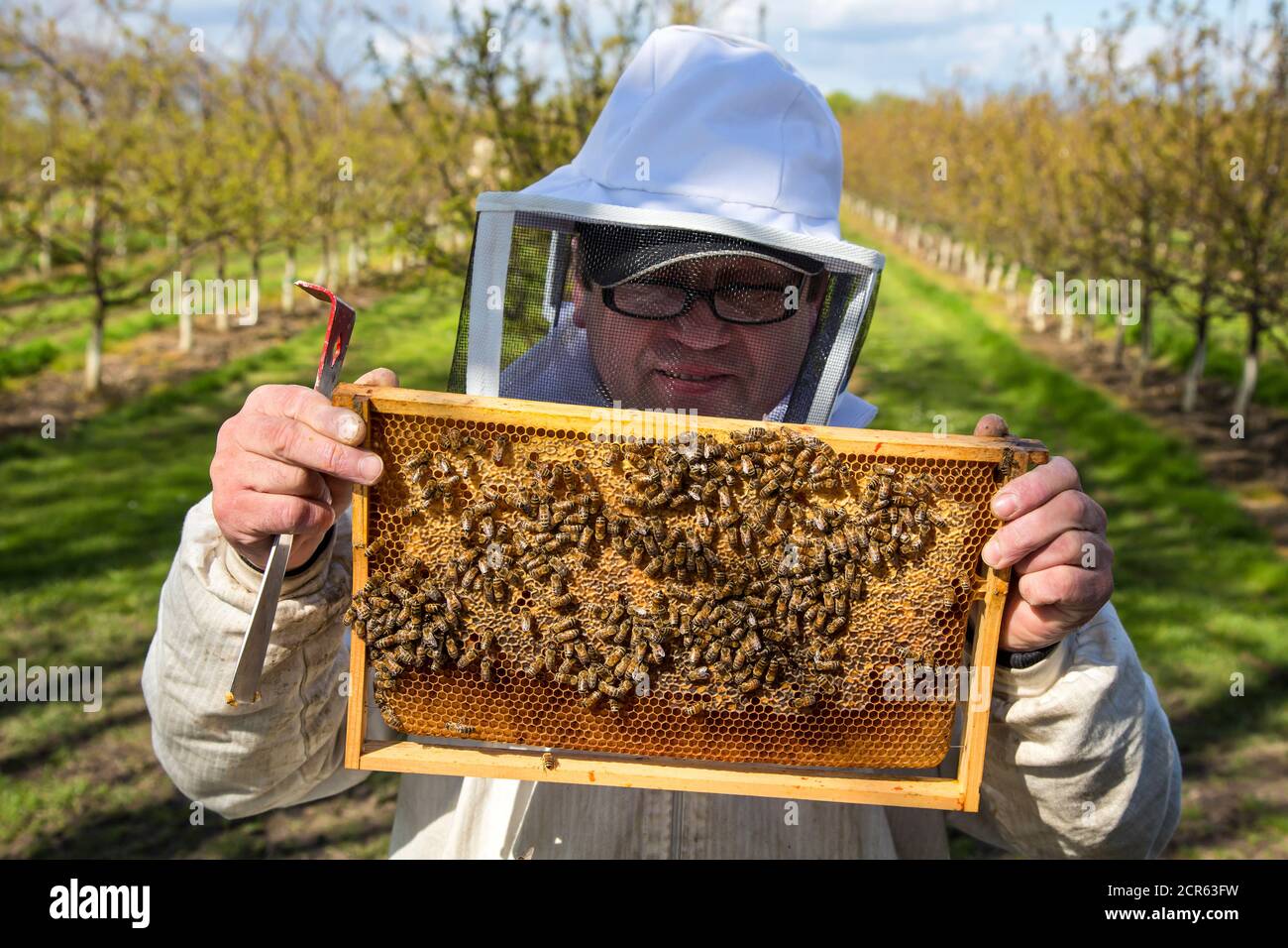 Imker kontrolliert Honigbienen, Honigwaben, Bienenstock, Obstbau Stockfoto