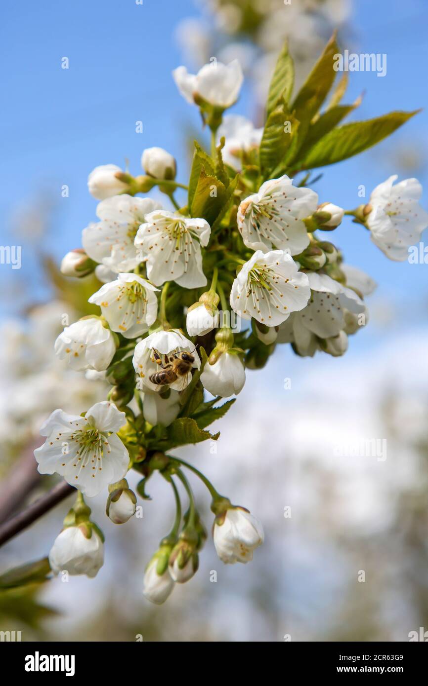 Bienen bestäuben Kirschblüten, Kirschbäume, Obstgärten Stockfoto
