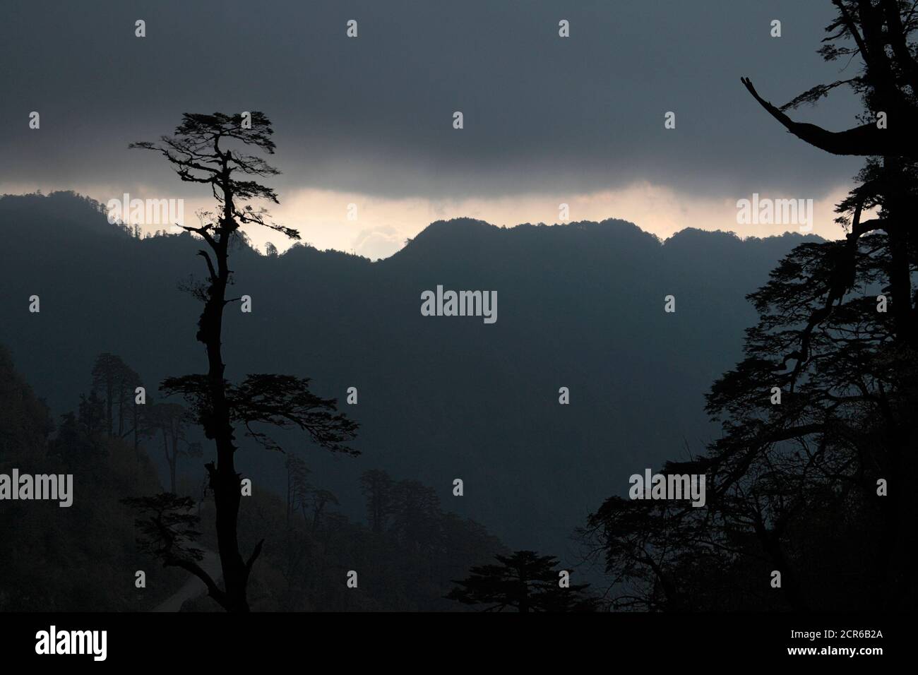 Relikte Kiefern vom Pianma Pass, Yunnan, China 30. März 2009 Stockfoto