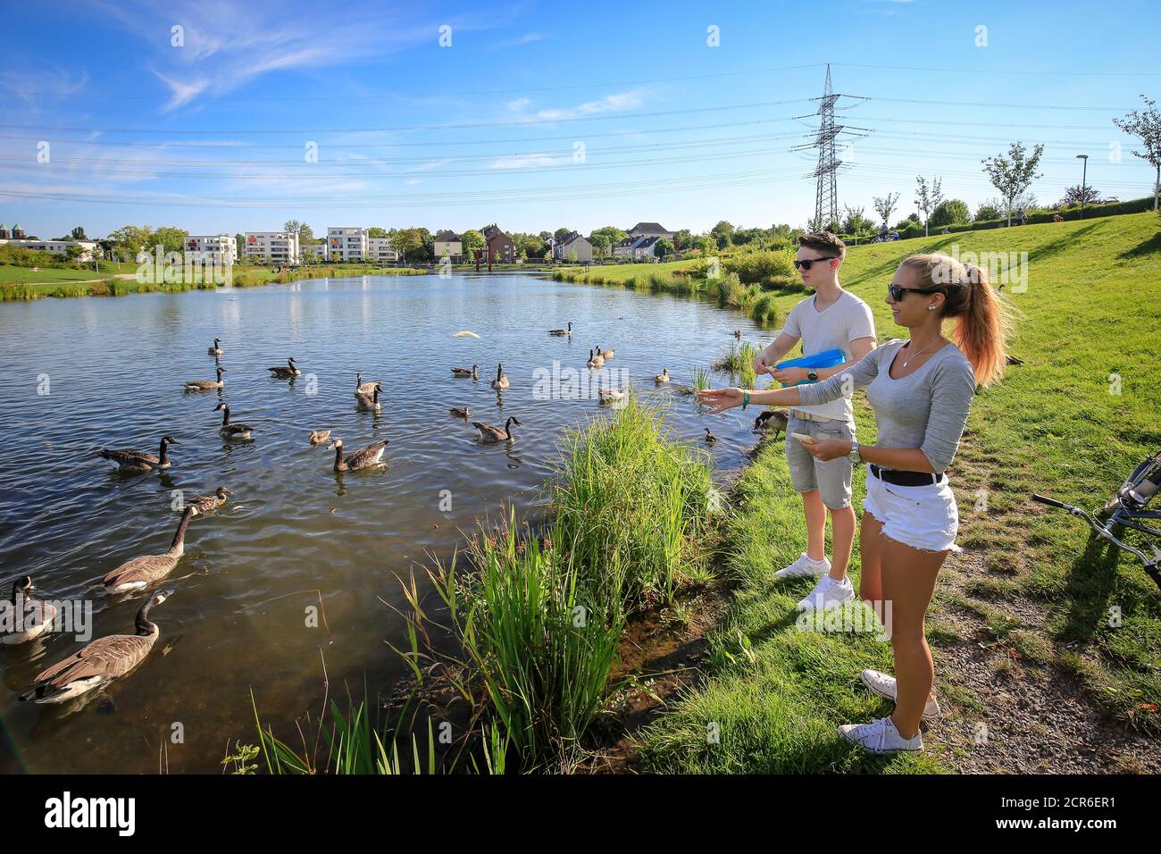 Essen, Nordrhein-Westfalen, Ruhrgebiet, Deutschland, Stadtentwicklungsprojekt Niederfeldsee, neues Baugebiet mit einem neu geschaffenen See in der Stockfoto