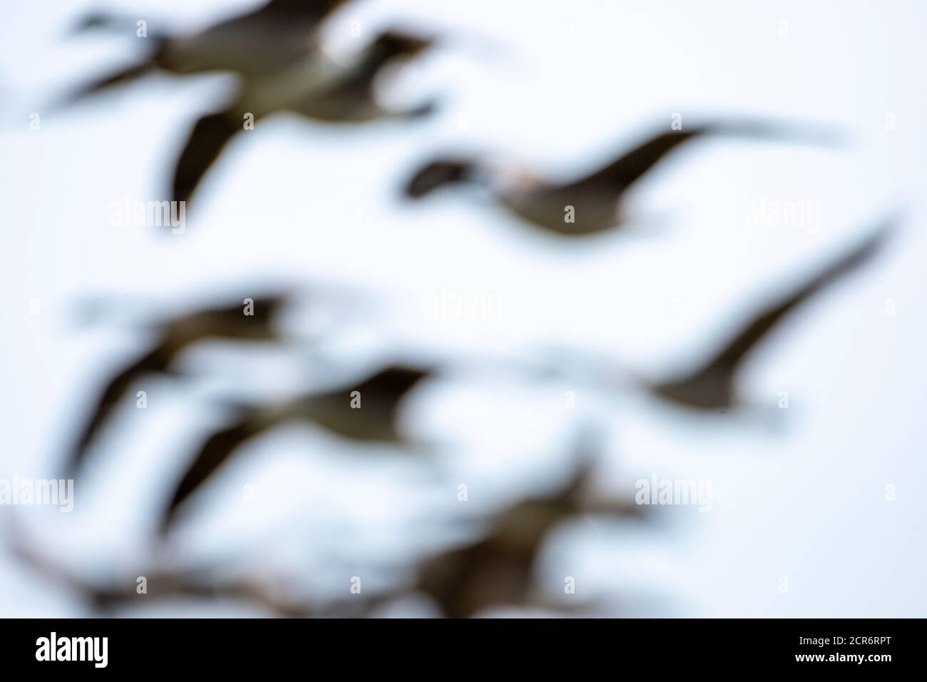 Deutschland, Niedersachsen, Juist, Kanadagans (Branta canadensis), Fluggruppe. Stockfoto