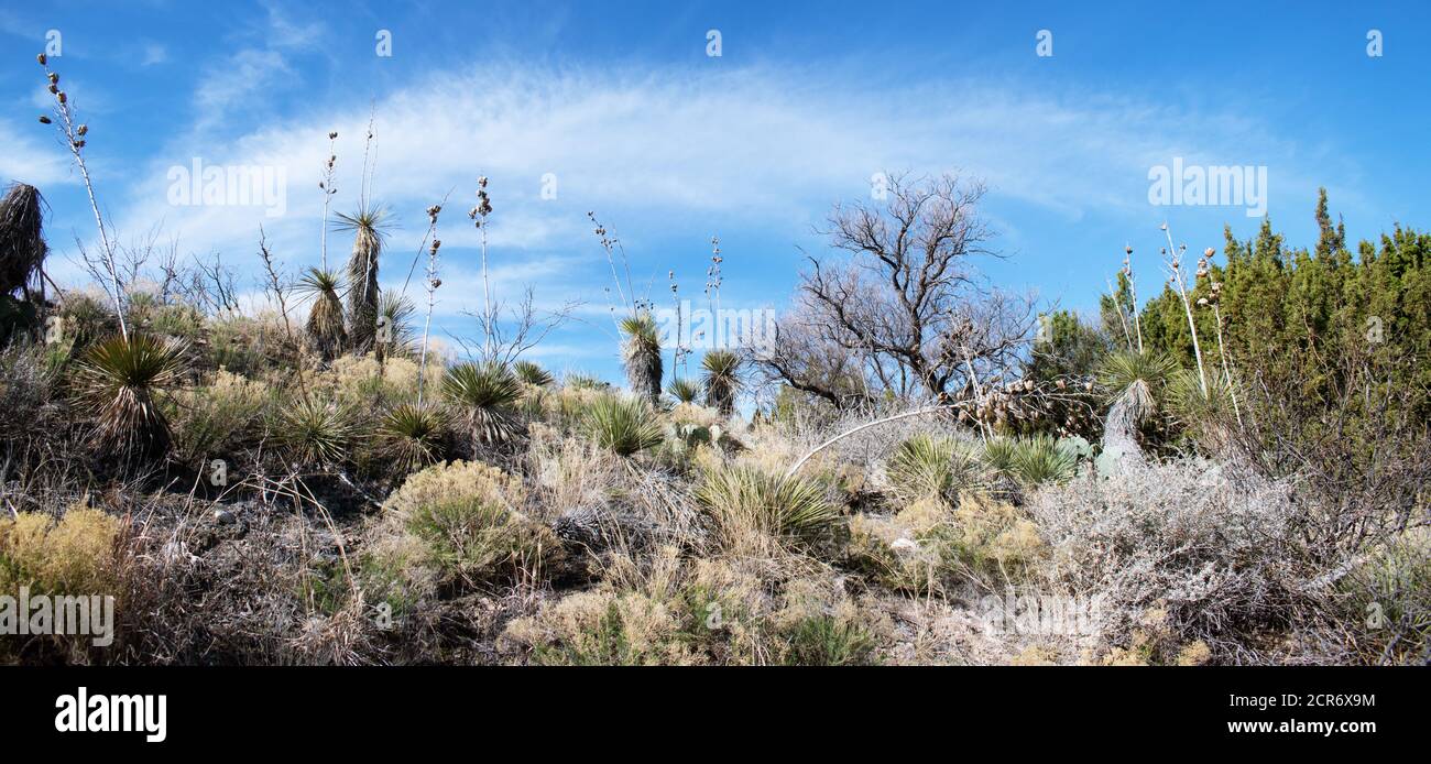 Weitwinkelansicht der Wüstenpflanzenlandschaft in New Mexico Stockfoto
