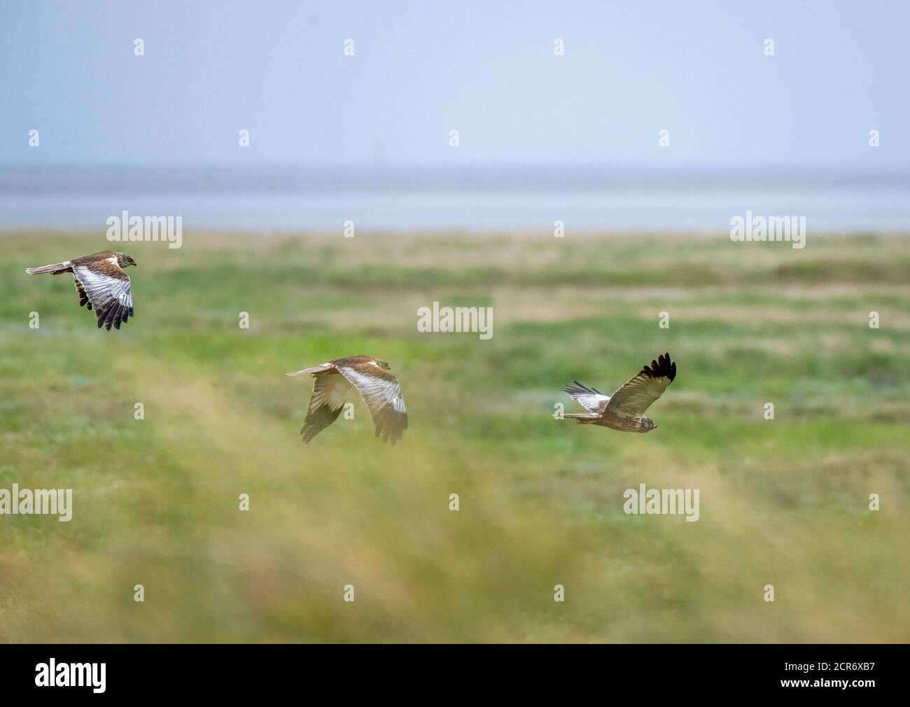 Deutschland, Niedersachsen, Juist, Marsh Harrier (Circus aeruginosus), im Flug. [M] Stockfoto