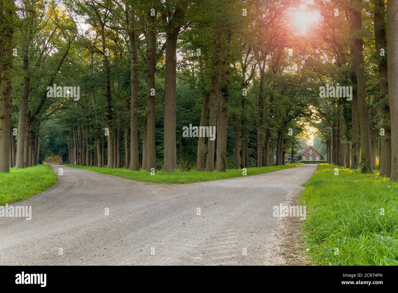 Waldweg, Gabelung in der Straße, Kreuzung, Lochem, Niederlande Stockfoto