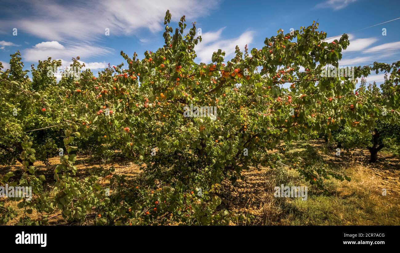 Aprikosenbäume in der Nähe von Bize Minervois im Frühjahr Stockfoto
