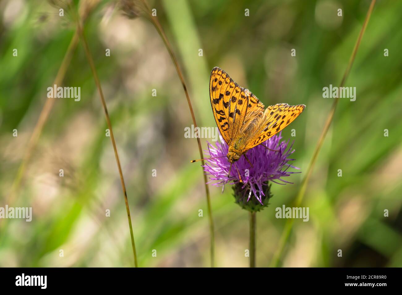 Großer Perlmuttschmetterling, Argynnis aglaja, Schmetterling, Insekt, Schwäbische Alb, Baden-Württemberg, Deutschland, Europa Stockfoto