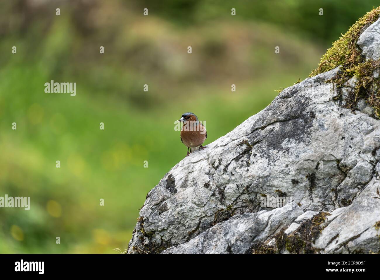 Buchfink, Fringilla coelebs, Vogel, Deutschland, Europa Stockfoto
