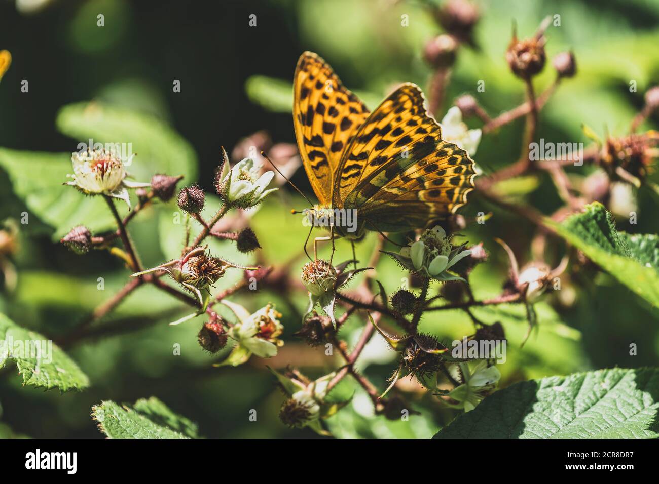 Großer Perlmutt-Schmetterling, Argynnis aglaja, Schmetterling, Insekt, Österreich, Europa Stockfoto