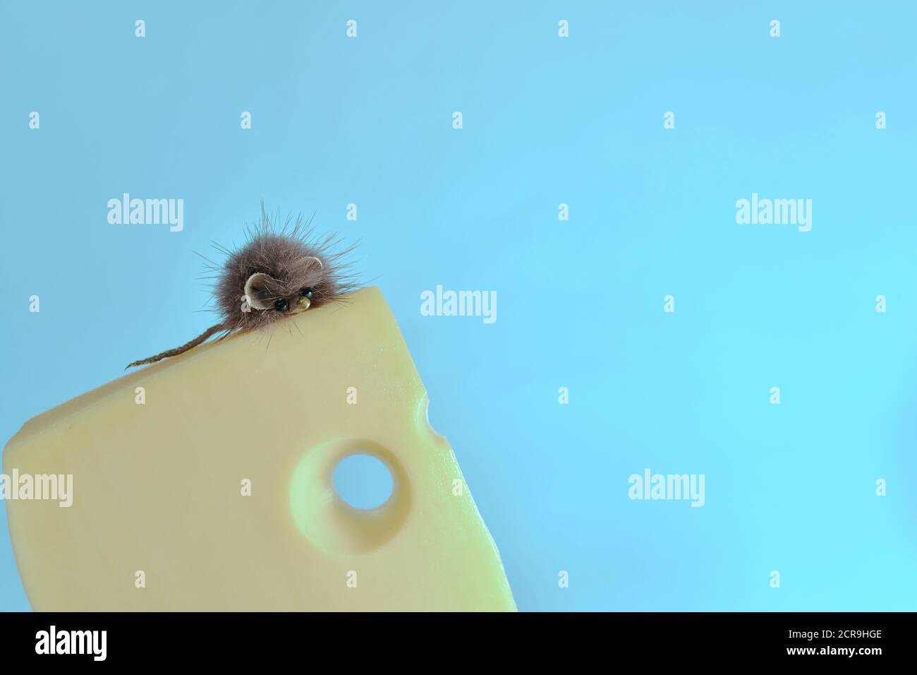 Flauschige Spielzeugmaus kletterte auf ein Stück Käse mit einem Loch, auf einem blauen Hintergrund. Stockfoto