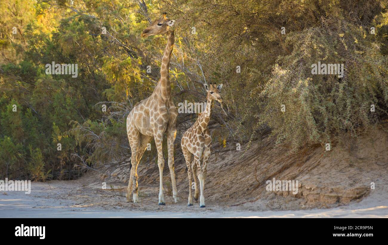 Giraffen in der Purros Gegend Stockfoto