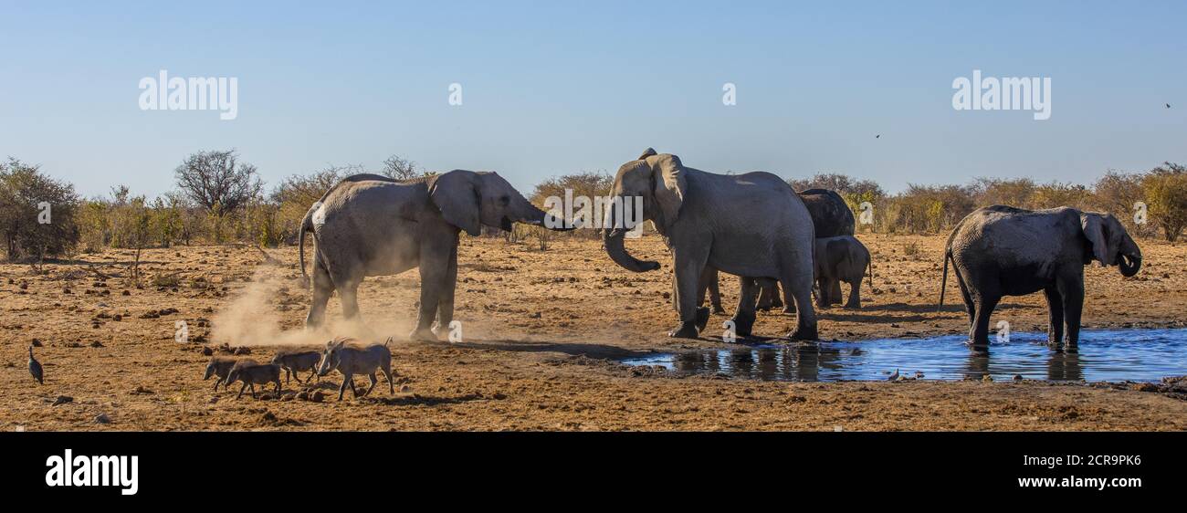 Elefanten am Wasserloch Stockfoto