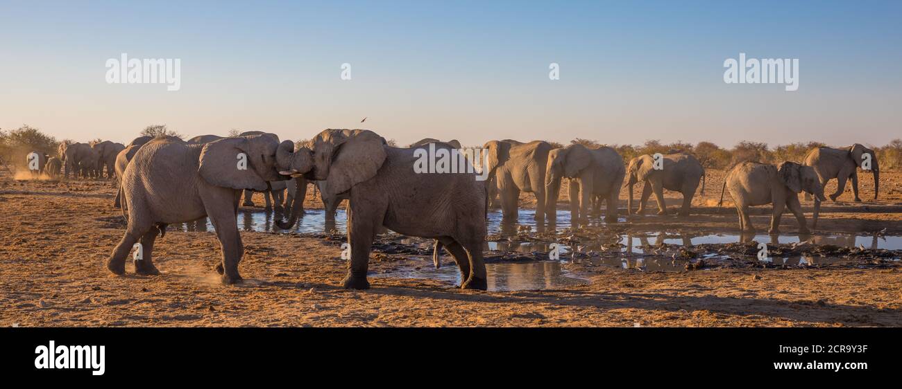 Elefanten an der Wasserstelle, kämpfen Elefanten Stockfoto