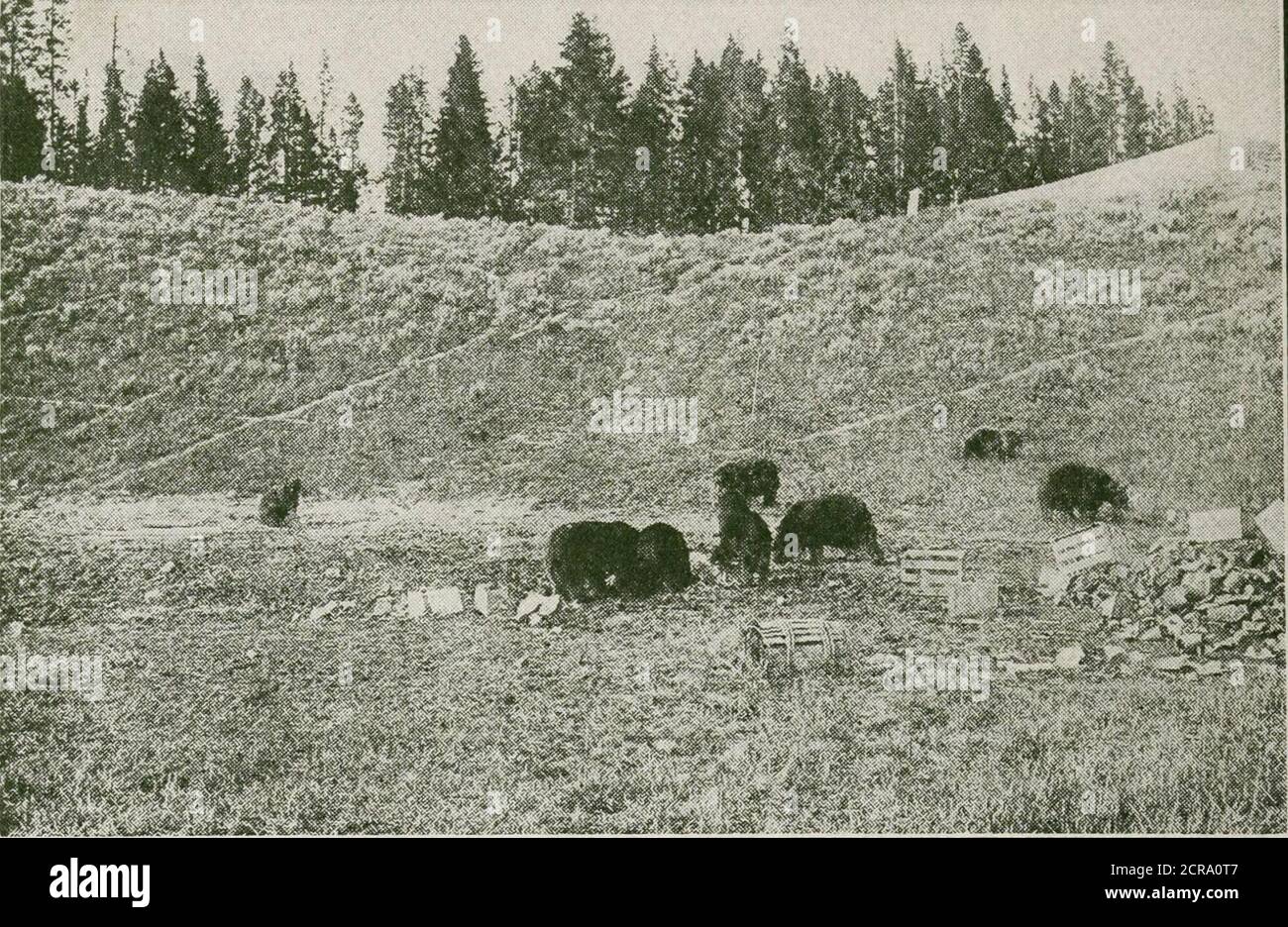 . Geführte Touren zum Yellowstone Park über Gardiner Gateway : Original und nördlichen Eingang . ffs steigen aus der Ebene, garbed auffallenden Farben, die das Auge anziehen. Rottöne und Rosa sind die vorherrschenden Farben, aber Kohlschwarz, Grau und Drabs werden mit den Farben gemischt, was fantastische Effekte verursacht. Diese Hügel, gewaschen durch die ewigen Regenfälle, sind in Kegel, Pyramiden und Quadrate erodiert worden, die durch schroffe, twistingravines, ausgehöhlt durch die sintflutartigen Fluten umschrieben werden. Billings, die große Industriehauptstadt des Yellow-Stone Valley, ist bald erreicht. Hundert und fünfzehn Meilen weiter ist Li Stockfoto