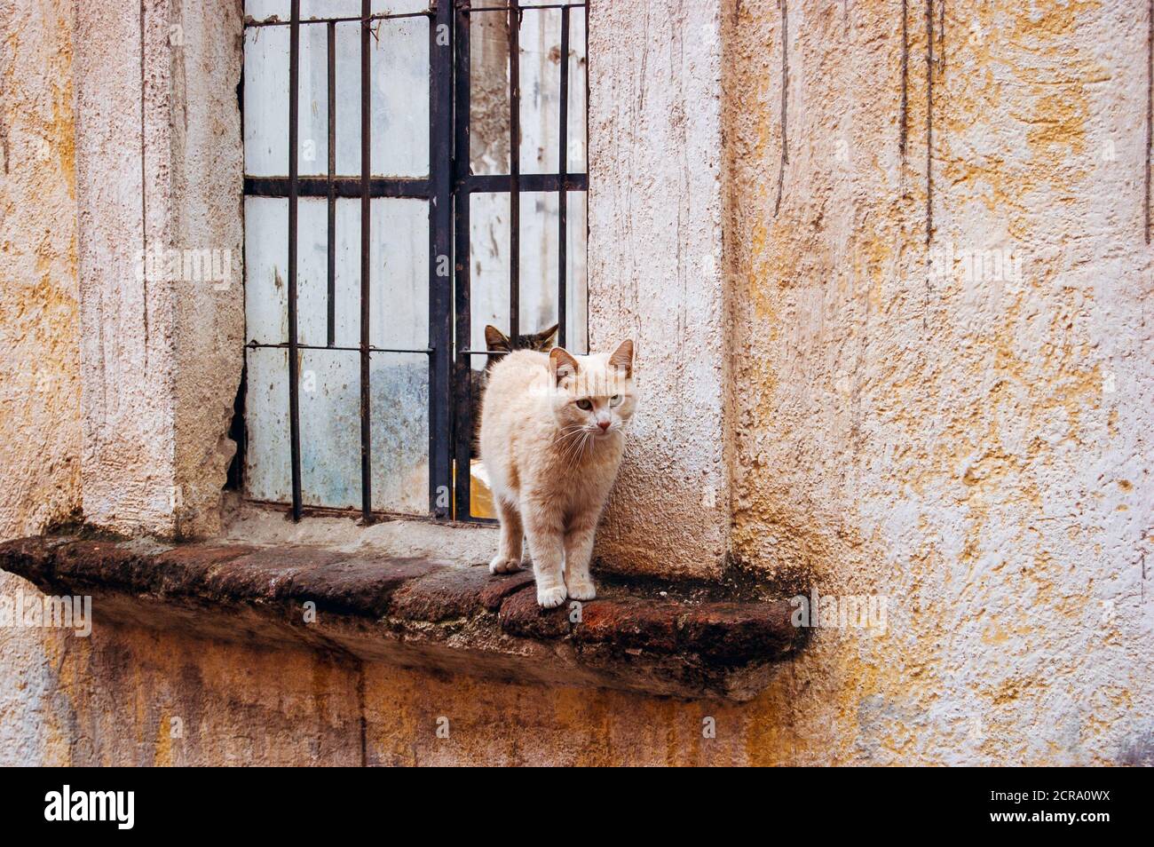 Zwei kleine Katzen stehen an der Fensterbank. Stockfoto