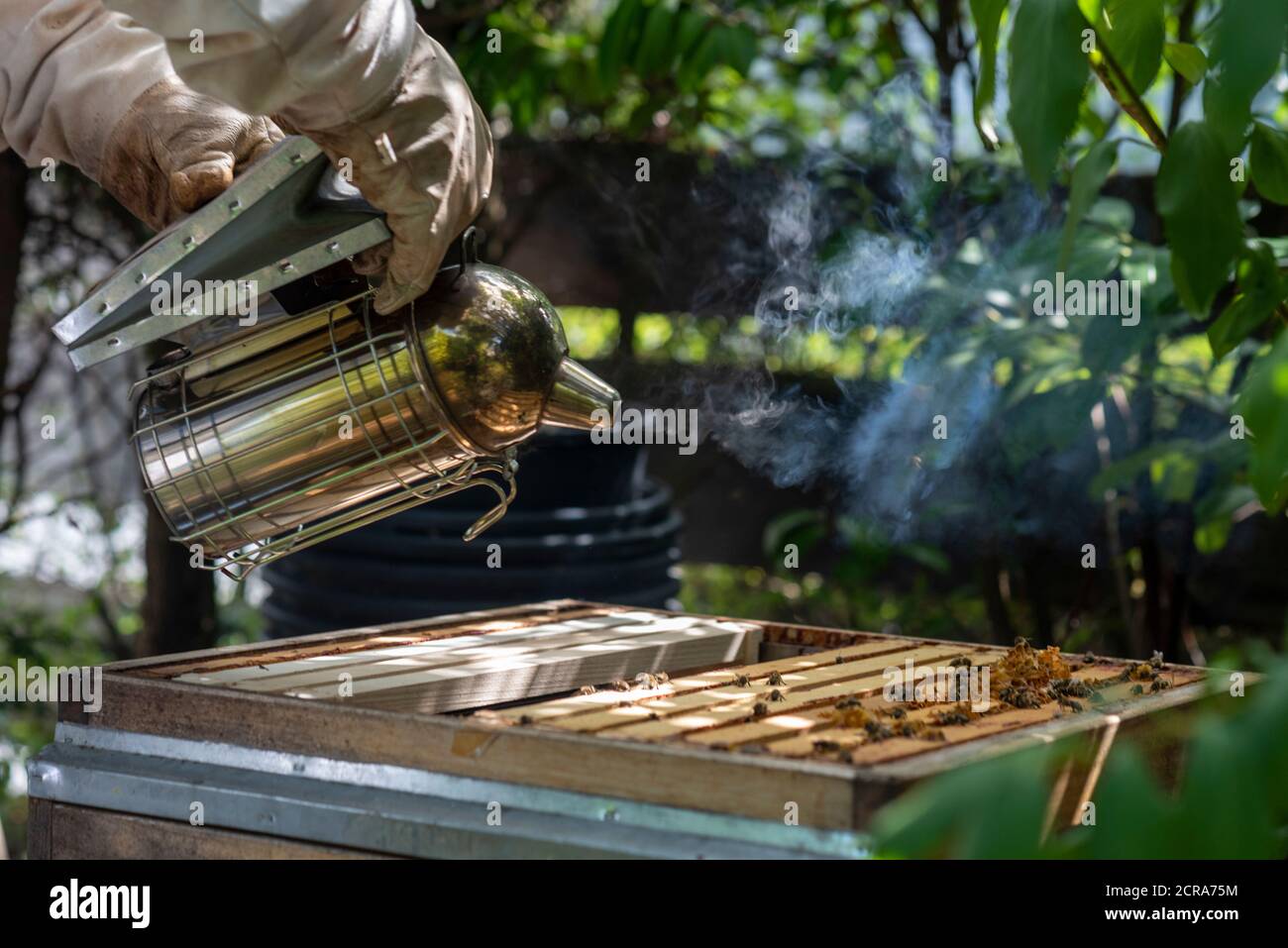 Imker raucht Bienen Stockfoto