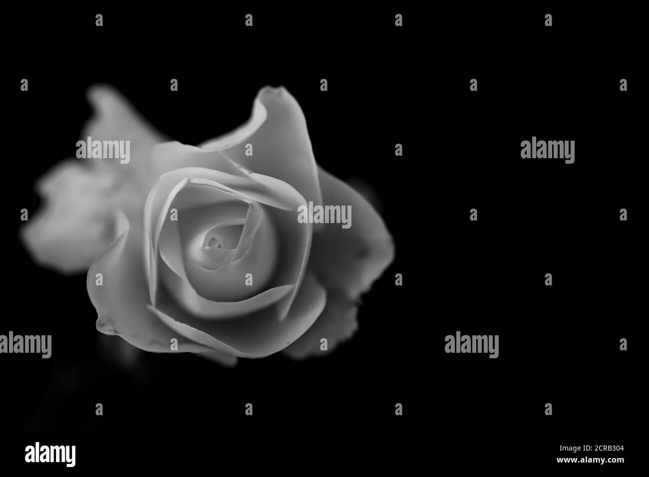 Ein monochromes Bild für Papier mit matter Oberfläche und gewollter Körnung Einer weißen Rose auf einer Seite des Rahmens Und eine Seite blieb frei, um eine Botschaft zu schreiben Stockfoto