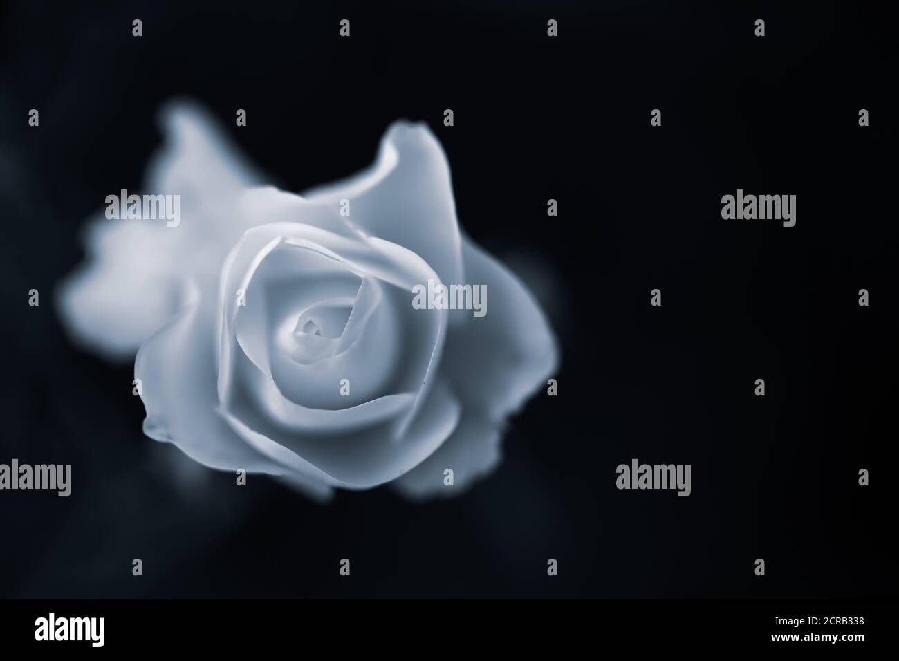 Ein monochromes Bild für Papier mit matter Oberfläche und gewollter Körnung Einer weißen Rose auf einer Seite des Rahmens Und eine Seite blieb frei, um eine Botschaft zu schreiben Stockfoto