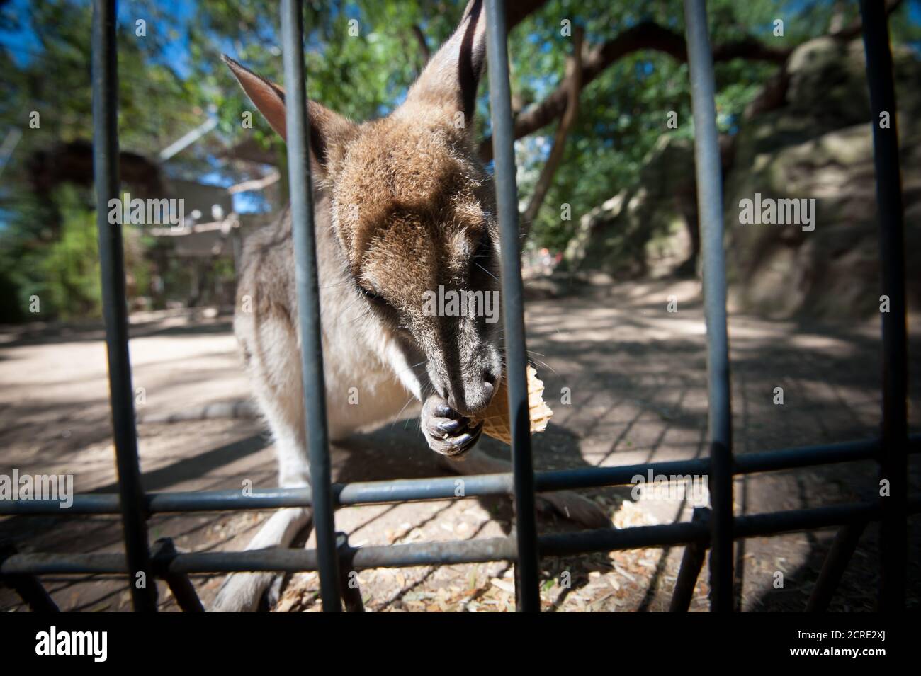 känguru hinter Gittern Stockfoto
