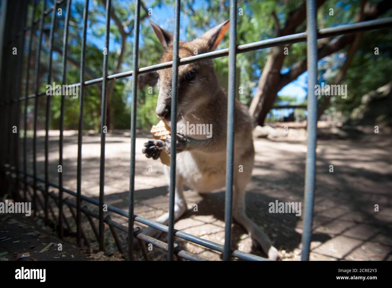 känguru hinter Gittern Stockfoto