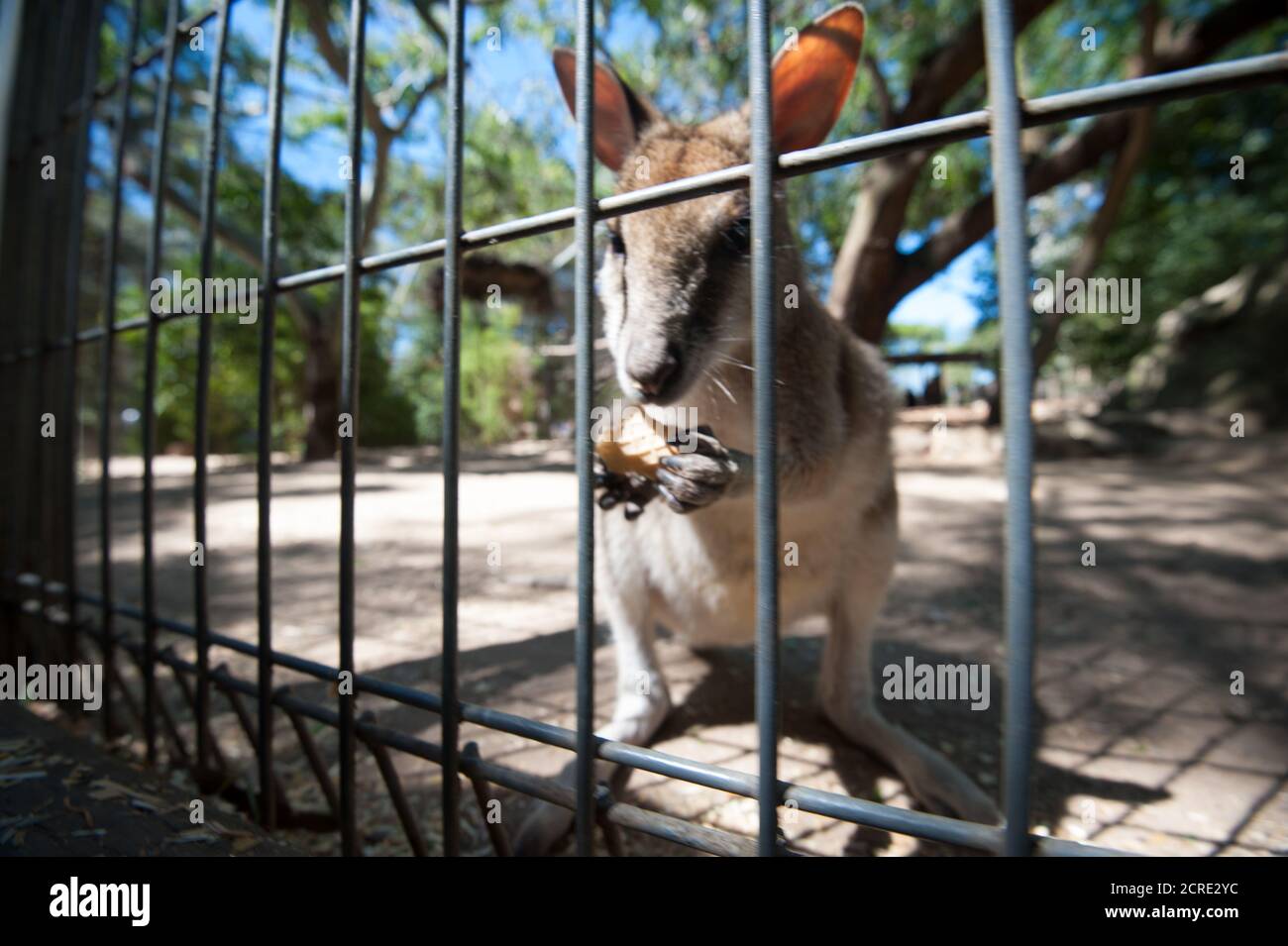 känguru hinter Gittern Stockfoto