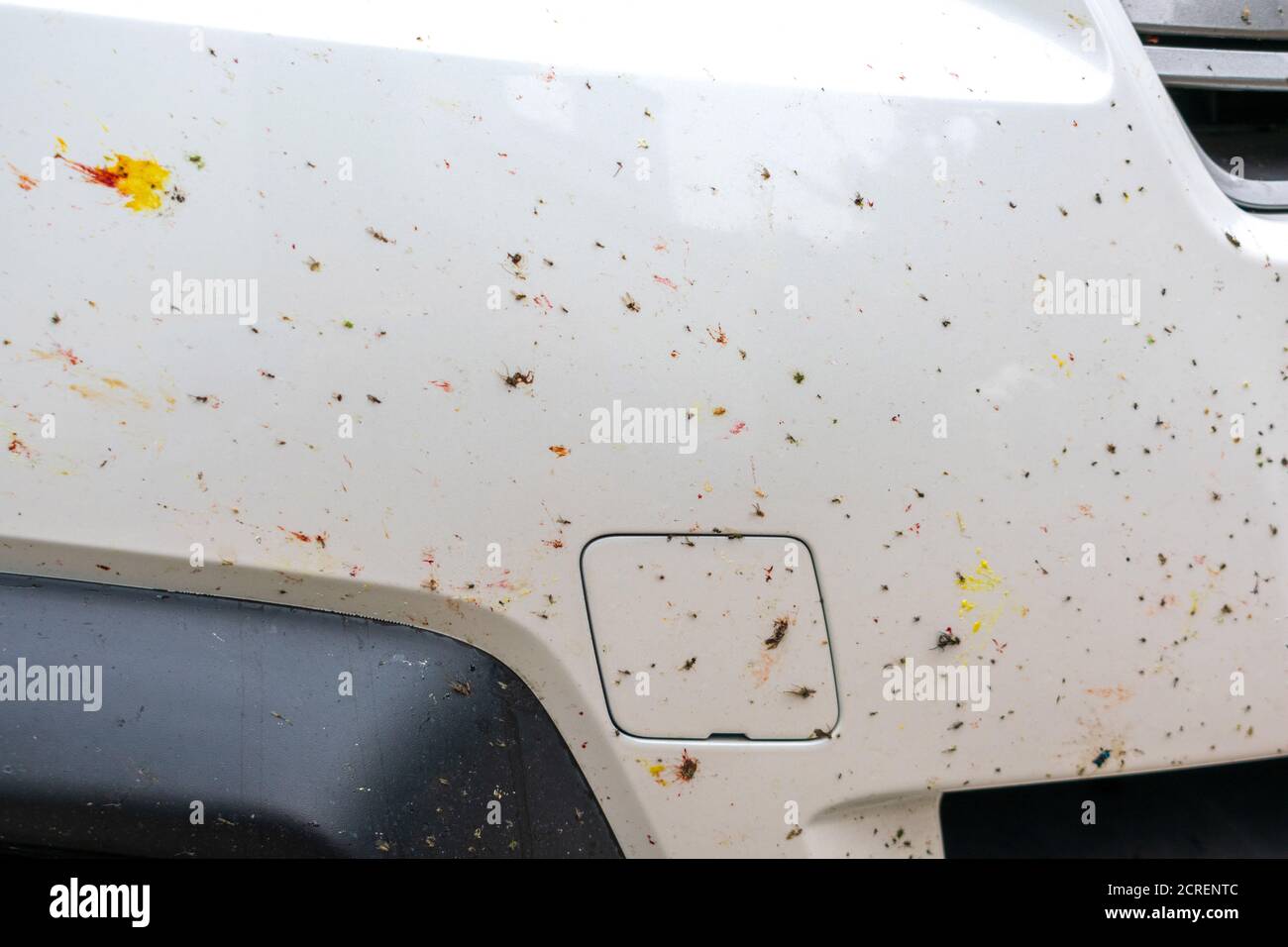 Zerschmetterte Insekt auf weißem Autostoßfänger. Zerquetschen Sie die Mücken und Mücken an der Vorderseite des Fahrzeugs. Stockfoto
